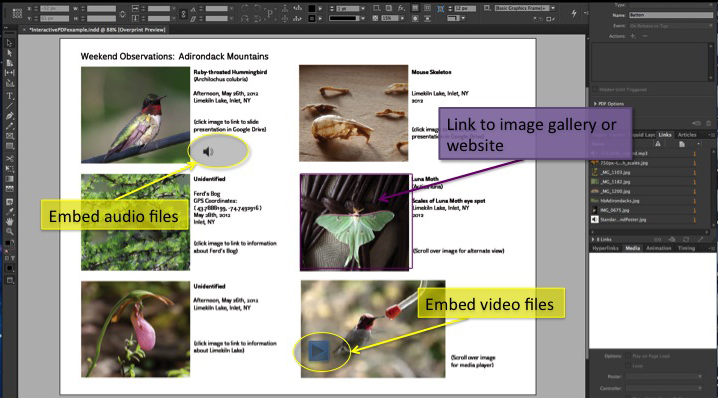 creating-interactive-pdfs-using-adobe-indesign-techademia