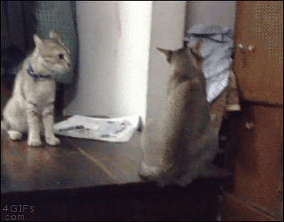[Image: cat-scares-cat-4Gifs.gif]