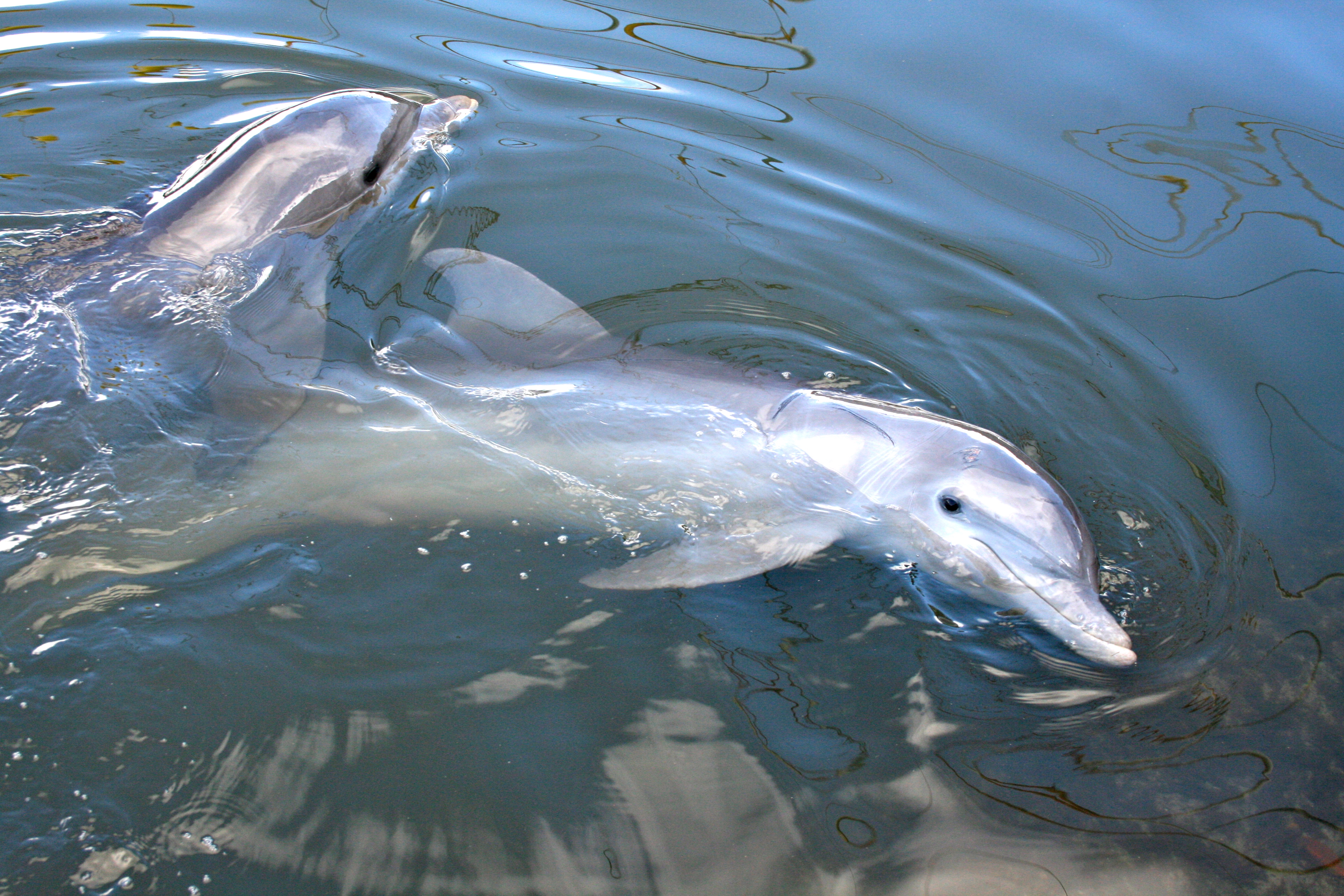 Dolphins play and swim at Varadero's Delfinario