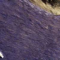 Passing Ship (Detail)