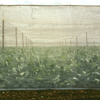 Tobacco Farm, CT