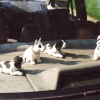Nodding Dogs