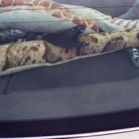 A Nest of Snakes