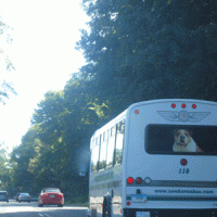 Dog in Back Window