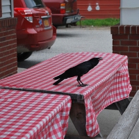 Big W BBQ, Wingdale NY