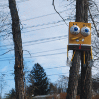 Sponge Bob