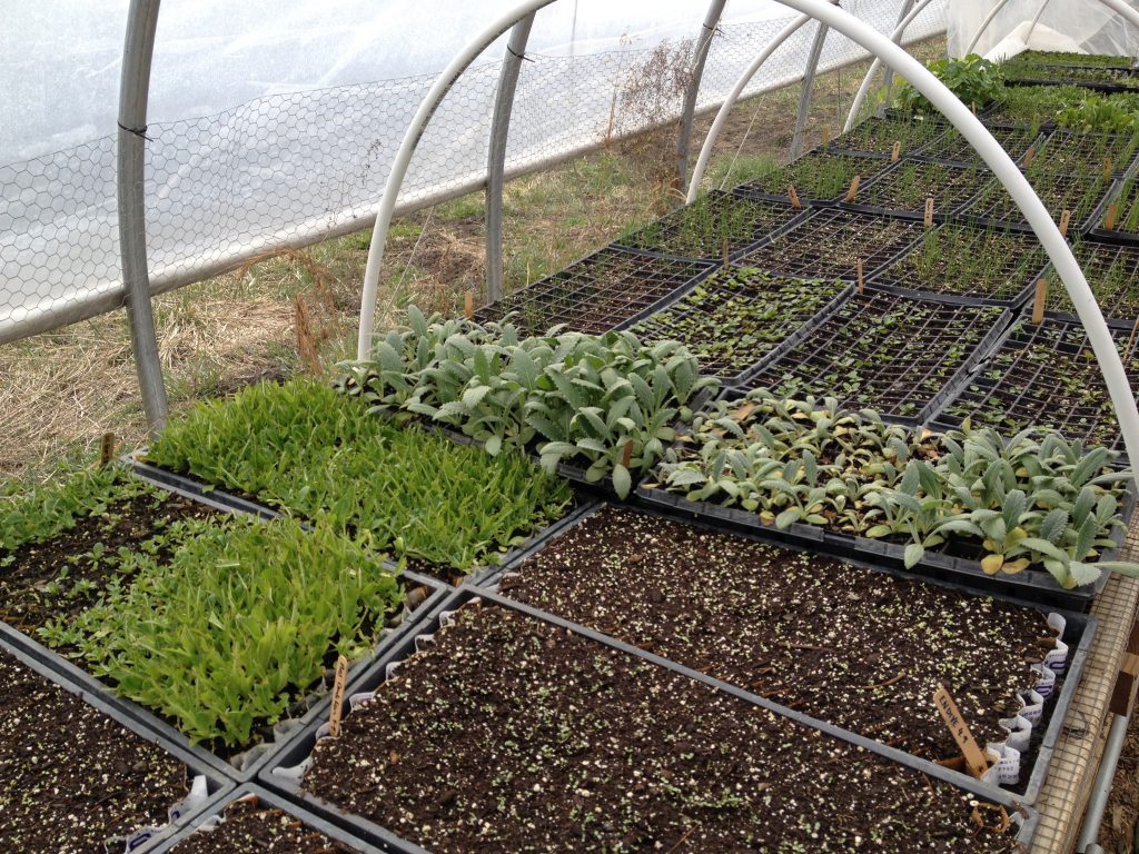 Letterbox Farm Collective by Julia and Greg Sustaining Hudson Valley Agriculture