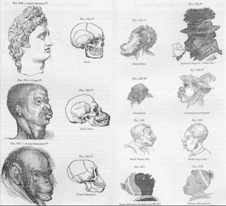 phrenology-2-329x300.gif