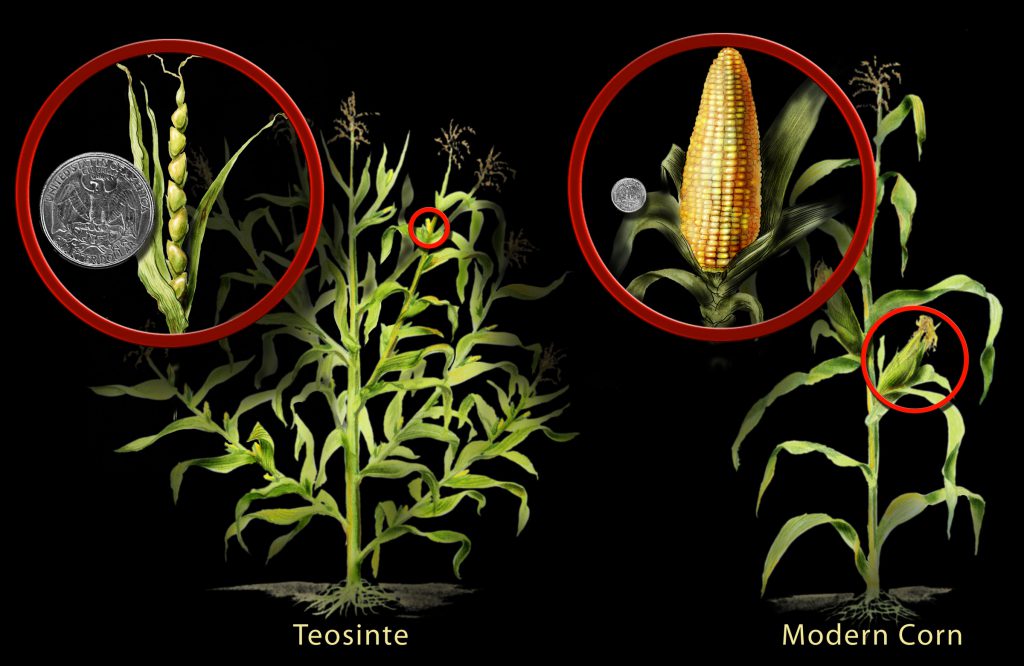 Corn, Cultivation and Native Americans Real Archaeology