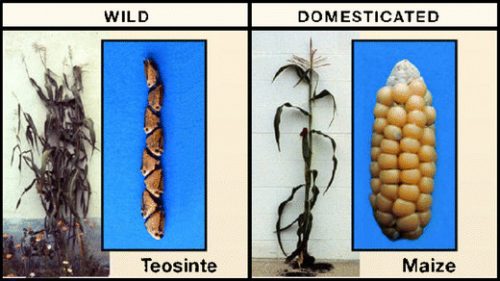 the-history-of-corn-s-domestication-real-archaeology