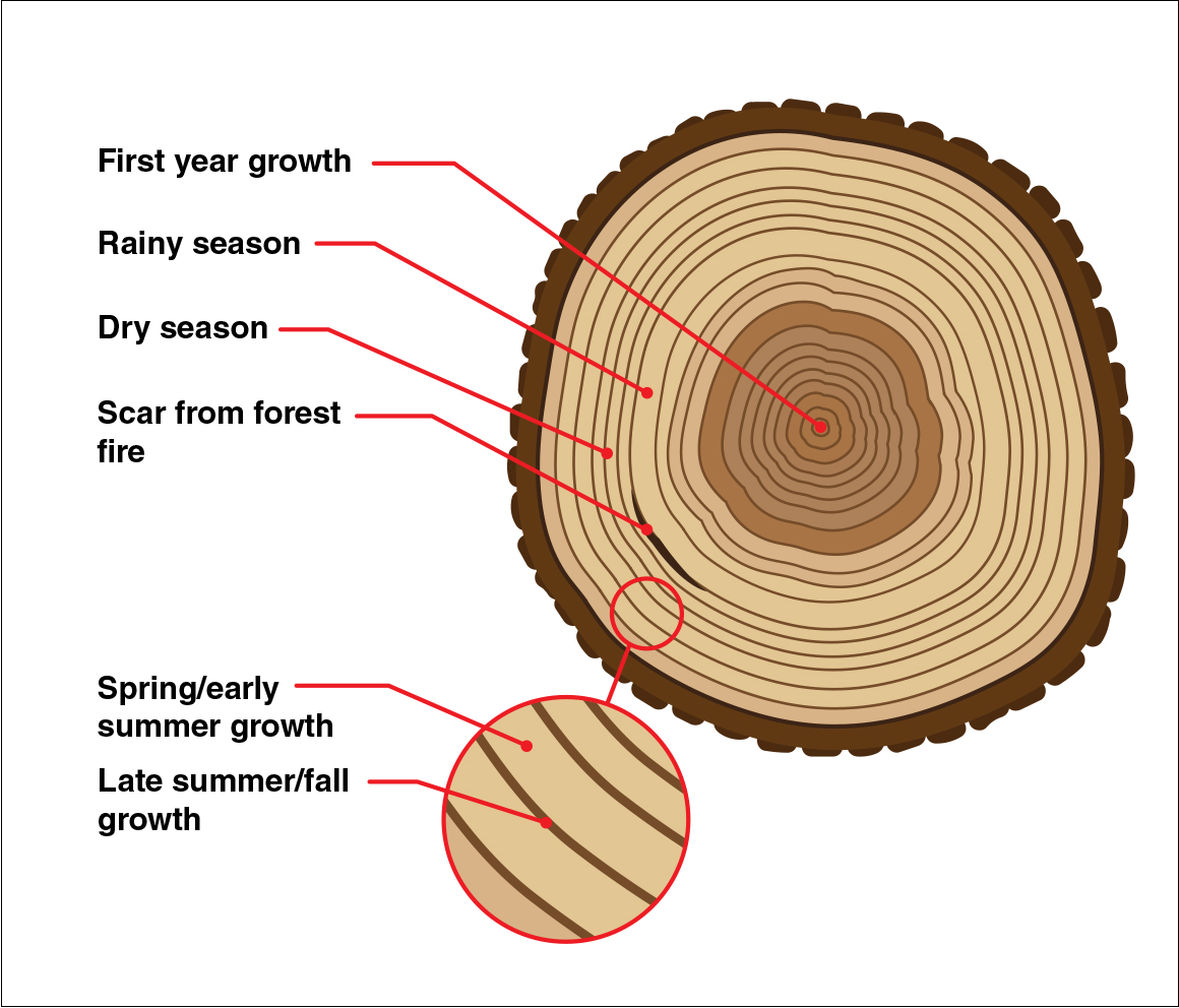 PDF) The interpretation of archaeological tree-ring dates