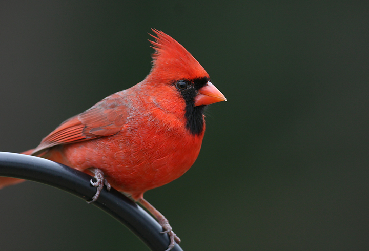 General Information about the Northern Cardinal- Cardinalis cardinalis |