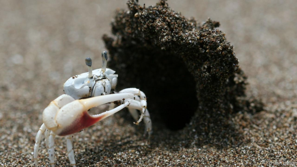 A Second Look at Fiddler Crabs Hooded Burrows