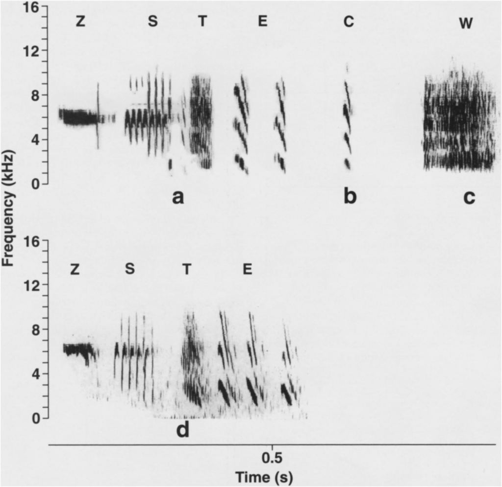 Song of Ruby-throated Hummingbirds