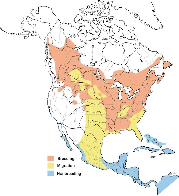 All About the American Redstart (Setophaga ruticilla): General Biology