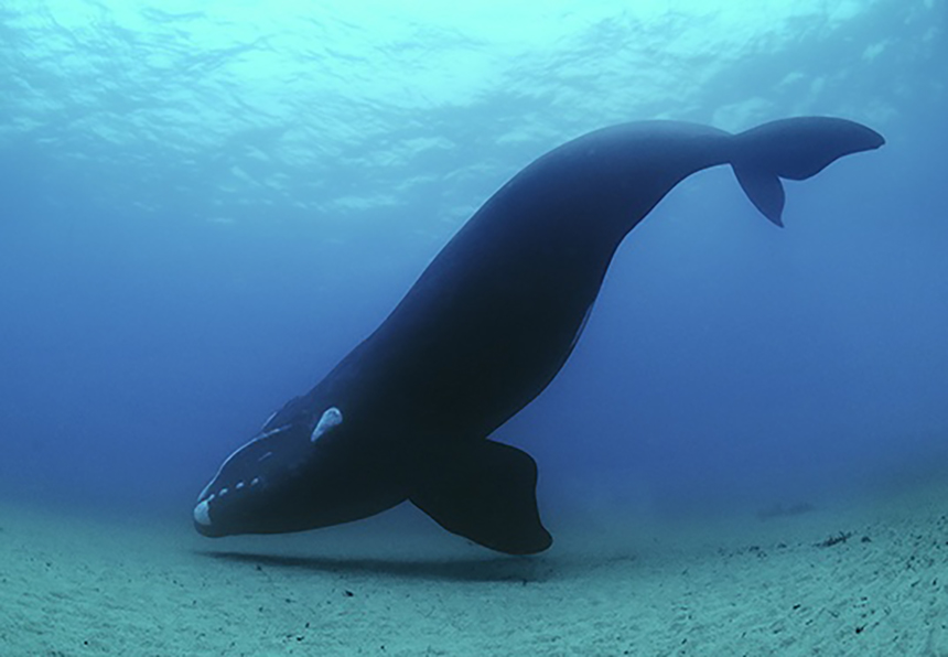 Behavioral Adaptations in Endangered Whales to Evade Predation