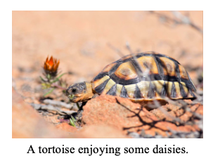 Camouflaged petals help daisies evade predators