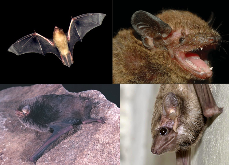 What?! I Can’t Hear You! Impact of Katydid Chorus on Bat Hunting Behavior