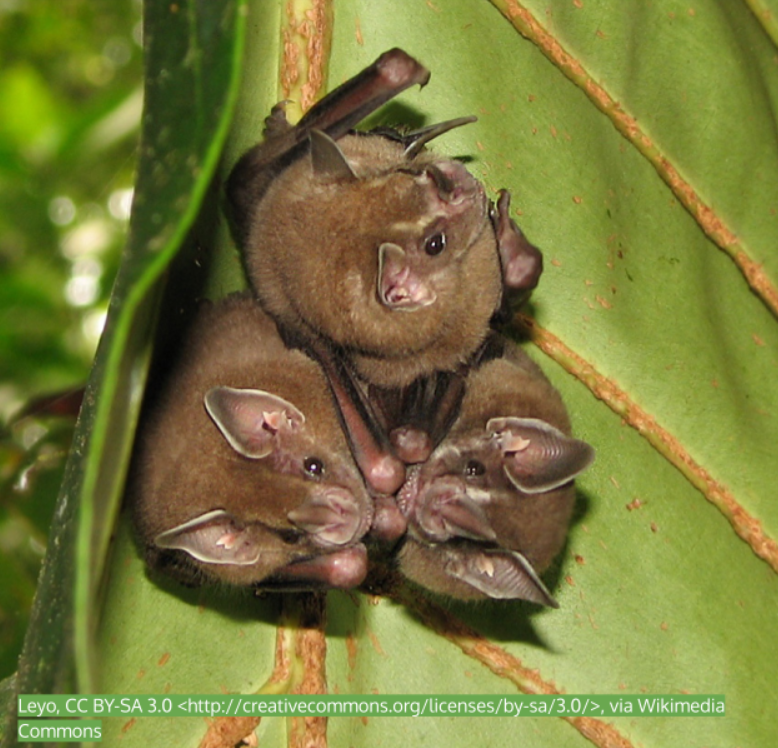 You Can’t Eat It if You Can’t See It: A Story About the Evolution of Bats