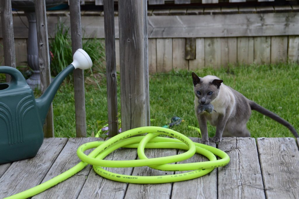 A Cat’s Urine Odor A Possible Solution To Your Lawn’s Vole Problem.