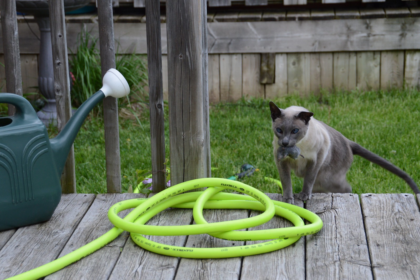 A Cat’s Urine Odor A Possible Solution To Your Lawn’s Vole Problem.