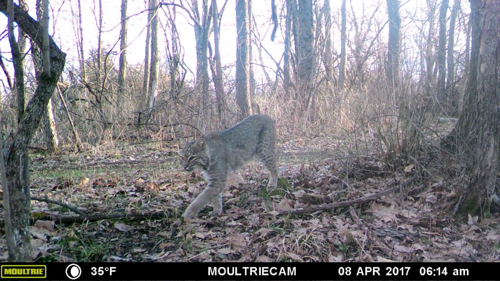 Wildlife Monitoring at Vassar | Vassar College Nature