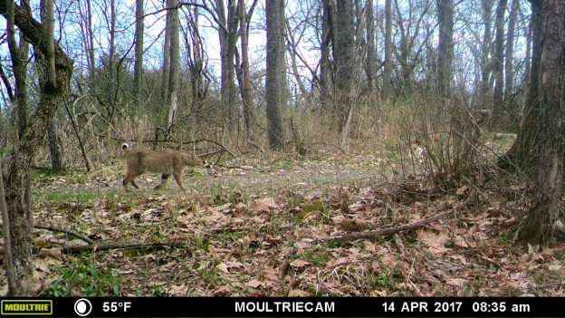 Wildlife Monitoring at Vassar | Vassar College Nature